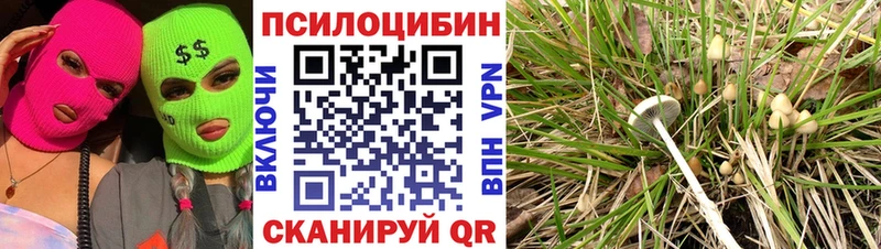 Псилоцибиновые грибы Psilocybine cubensis Суровикино